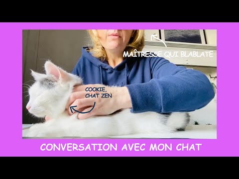 Conversation avec mon chat - Chat 66