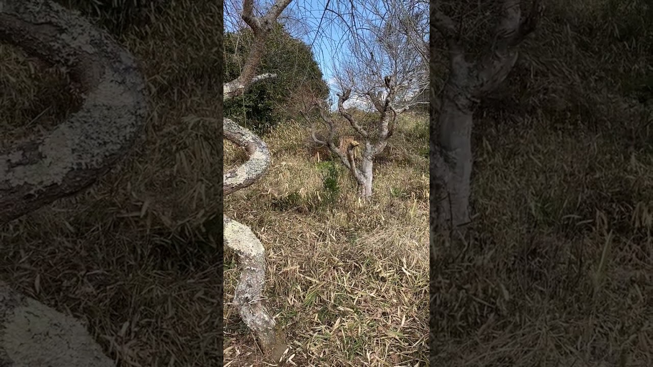猫と朝散歩で庭の散髪具合を見て見る　she eager to go out for what!?