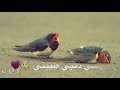 حالات واتساب    يادنيا كافي كافي ألم  