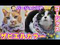 2026ｰ0４−05 保護猫たちの「ほっこり猫ライブ」ハッチ＆マック＋黒猫めめ＋がんサバイバーママ Cat live Stream in Japan -Cat Life TV