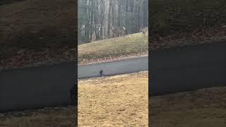 Yorkie Puppy Confronts Deer in Front Yard