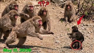 Punch update, May 11, 2026: Smart Punch runs to tell mom baby monkey is in danger