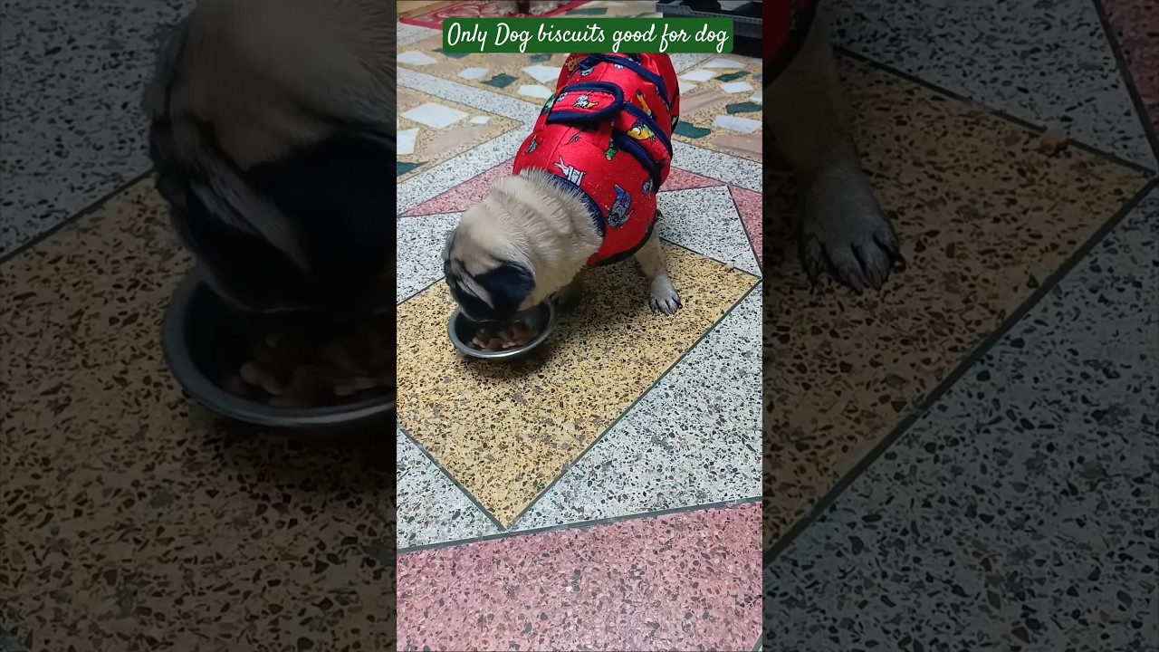 Which biscuits are good for dog | 