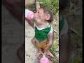 Seeing the baby monkey's milk, it jumped over its younger brother's head to drink.