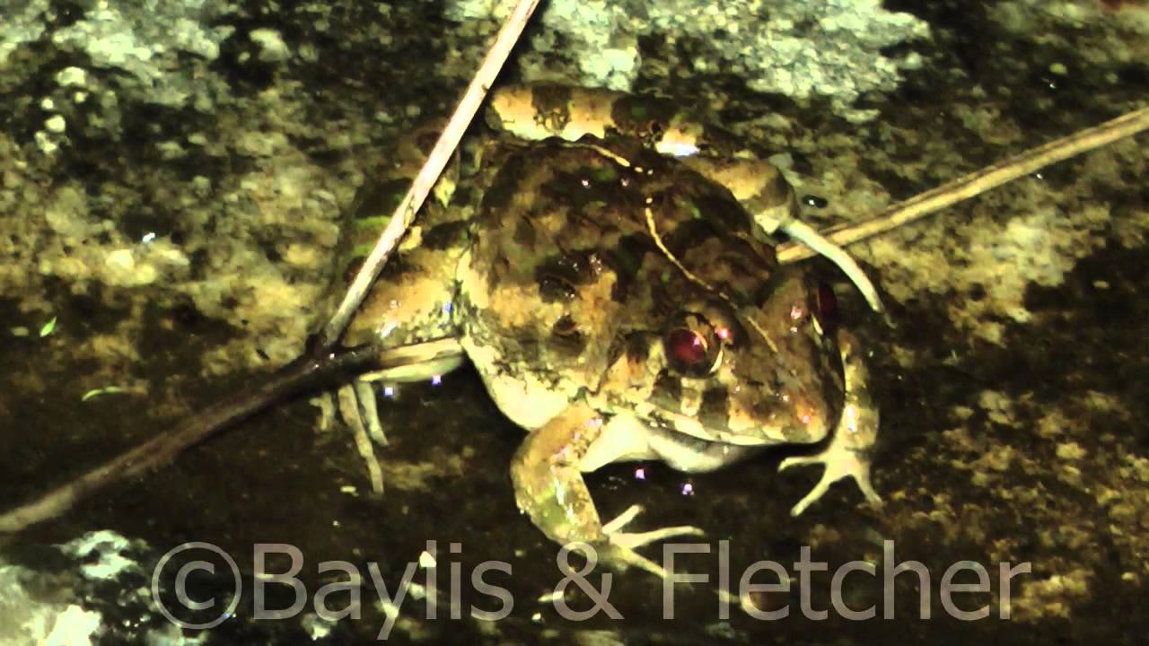 Asian Grass frog, G.Jerai, Kedah, Malaysia. 20140716_215613.m2ts
