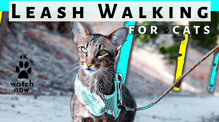 Video 6625341: curious oriental shorthair cat, leash train walk cat, compilation