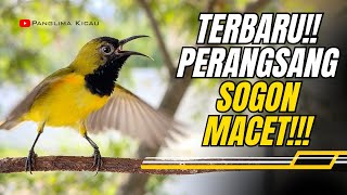 TERAPI SUARA SOGON 🐦 UNTUK SOGON YANG JARANG BERKICAU #pancingansogon #masteransogon #sogongacor 