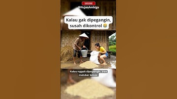 Kakek Tumpahin Gabah, Lucu Banget #kakekhujan #lucu #kakekhujanvibes #komedi #dialogambigu #rain