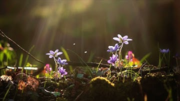 044 Ad-Dukhan - Saad al Ghamdi - سورة الدخان - القارئ الشيخ سعد الغامدي (بدون اعلانات)