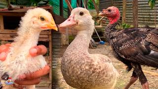 Ya Vendimos a los Pavos y Patos 😭 TODOS los BEBÉS del GALLINERO 🐣