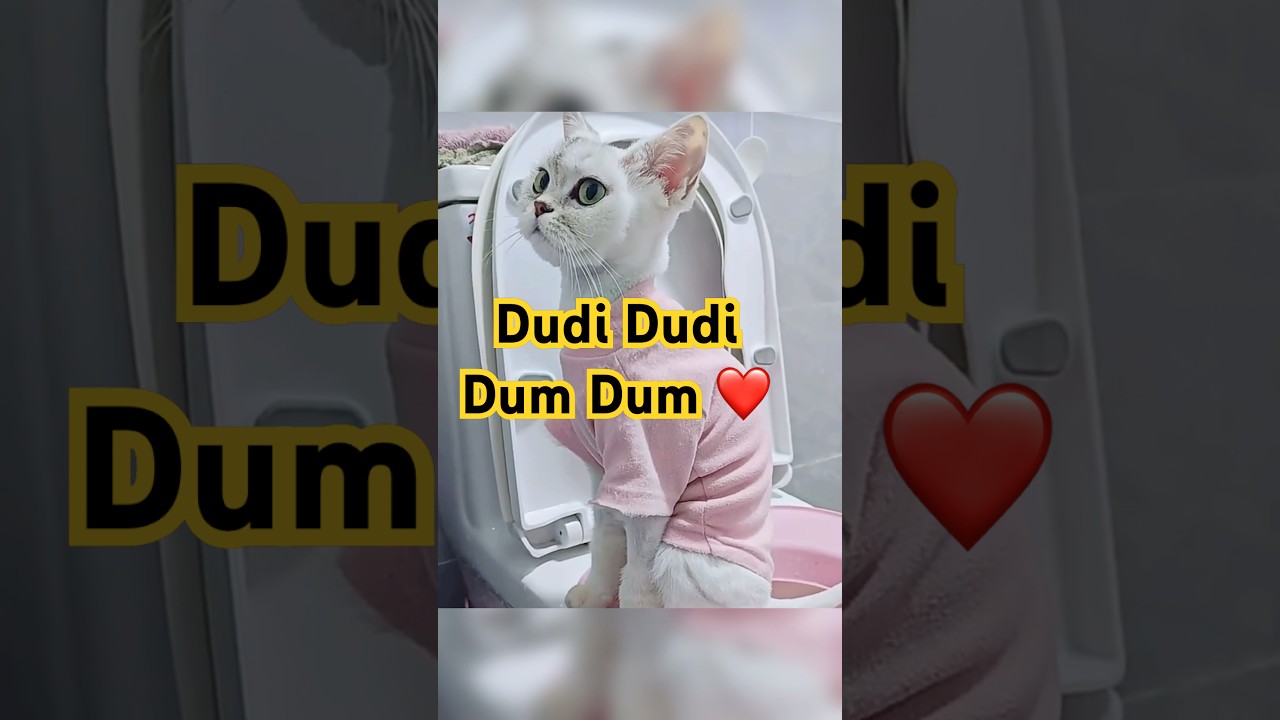 Dudi Dudi Dum Dum ❤️ 