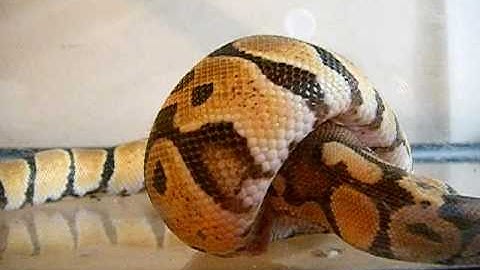 Ball Python Eating A Mouse Backwards