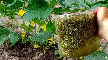 Cucumbers will grow in a moment! Just pour this over the cucumber shoots