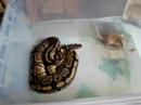 Ball Python Granite attacks  mouse