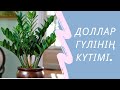 Доллар гүліне күтім.Доллар гуліне қалай су құю туралы.Замиокулькас гули немесе доллар гули.