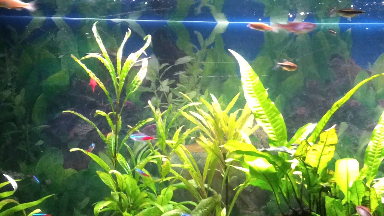 Tropical fish (feeding time ) part 2 YouTube