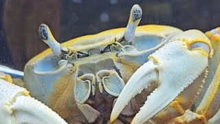 Howie's Live 8/24 Lots of movement #howiethecrab #moltwatch2023