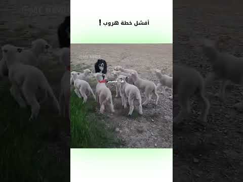 أفشل خطة هروب دبلجة مضحكة ضحك اكسبلور السعودية   كوميديا  دوبلاج خروف