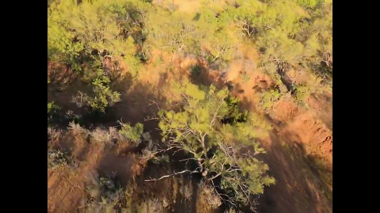 Chasing pigs from a paramotor