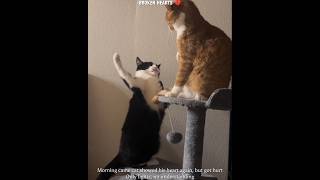 Cats Love Didn’t End After Pain 💝🥺||#emotional #cat #kitten #petlovers #shorts #ytshorts #pets
