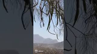 Moringa peregrina tree | شجرة الشوع / البان