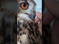クチバシカット済みのフクロウ(〇v〇)