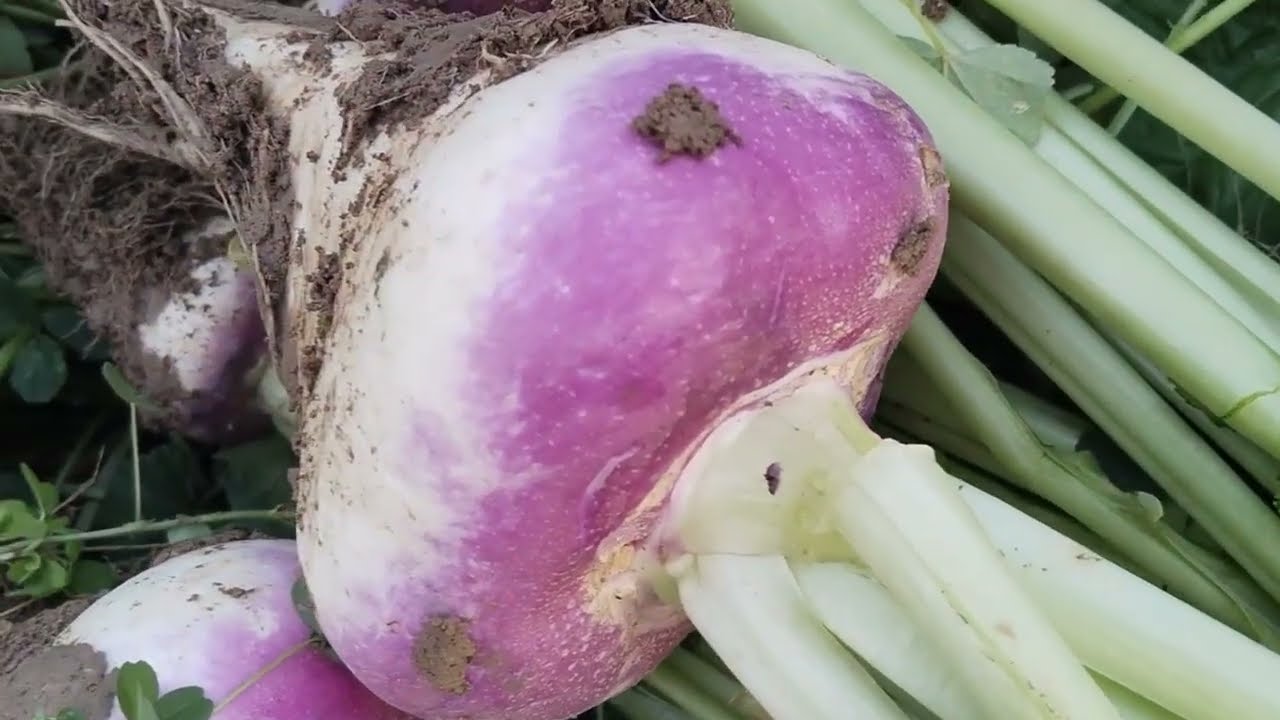 لو صحتك تهمك اسمع الفيديو دا مهم جدا لصحة الجسم 