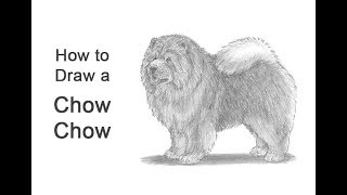 How to Draw a Dog (Chow Chow)