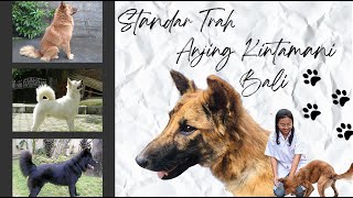 Standar Trah Anjing Kintamani Bali | BAGAIMANA SIH CIRI²NYA???