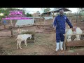 Required land to start goat farming and which system to use