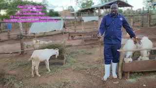 Required land to start goat farming and which system to use