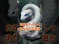 この白蛇を見たら24時間以内に金運が上昇します🐍 #スピリチュアル #金運 #開運