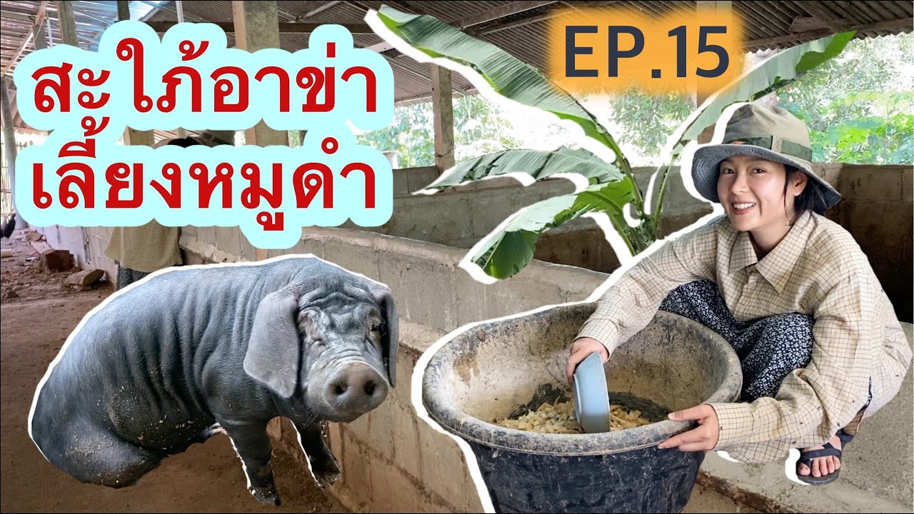 EP.15 สะใภ้อาข่าพาเลี้ยงหมูดำตามวิถีชีวิตคนบนดอย #วิถีชีวิตคนอาข่า #หมูดอย