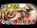 【無意識にやってる】愛犬が本当に嫌がる撫で方と心から喜ぶ撫で方