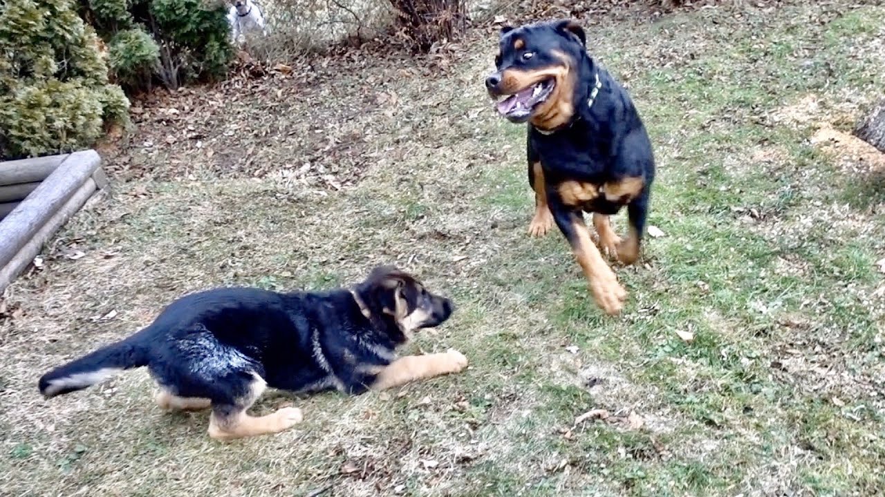 rottweiler mixed with german shepherd puppy