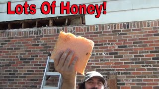 Honey Bees Take Over Vacant House!