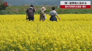 【速報】畑一面黄色に染まる 菜の花見頃、北海道・滝川
