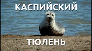 КАСПИЙСКИЙ ТЮЛЕНЬ CASPIAN SEAL