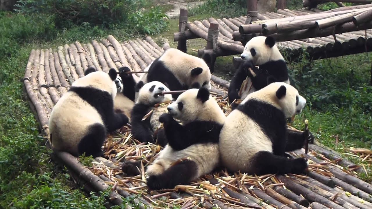 A "cupboard" of pandas eating bamboo - YouTube