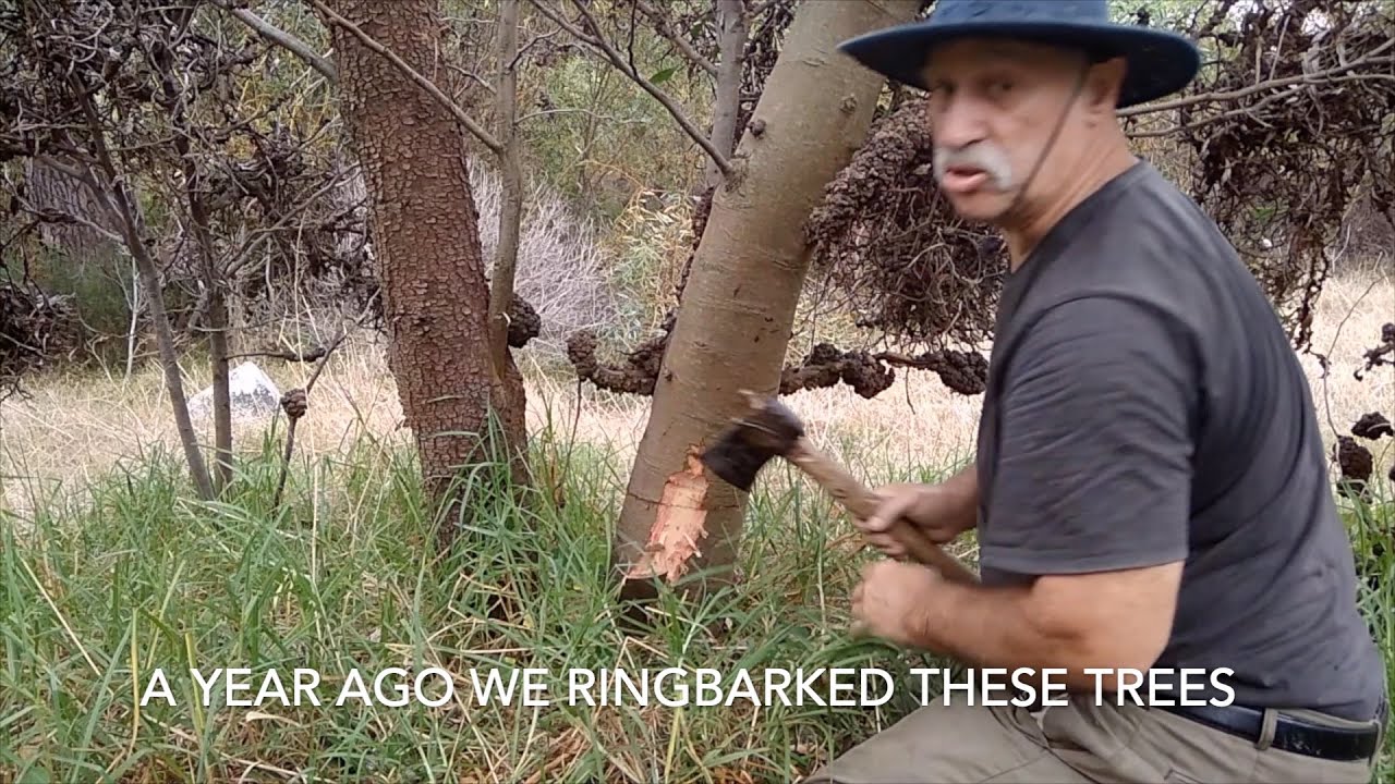 Using science to stop alien tree encroachment.