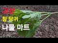 700고지 참당귀 한베낭가득 #당귀 #두릅 #곰취