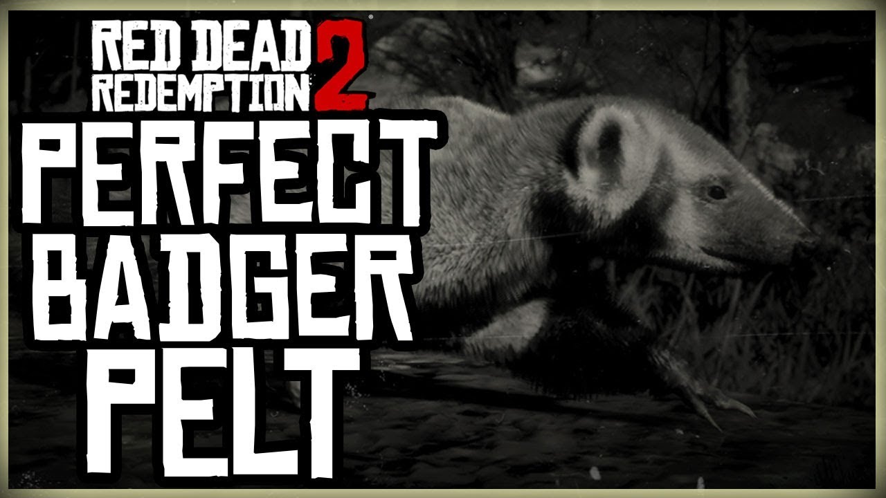 HOW TO GET A PERFECT BADGER PELT - RED DEAD REDEMPTION 2 BADGER HUNT - YouTube