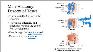 Reproductive System Anatomy screenshot 2