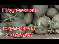 Подготовка картофеля к посадке. Сухое проращивание картофеля на свету. Какие сорта посажу в этот год