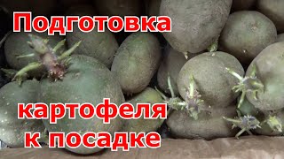 Подготовка картофеля к посадке. Сухое проращивание картофеля на свету. Какие сорта посажу в этот год