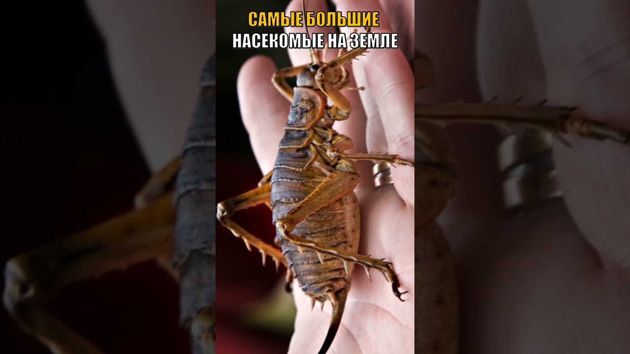 Это по настоящему жутковато