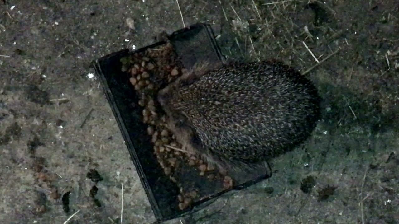 Ever heard a Hedgehog burp? YouTube
