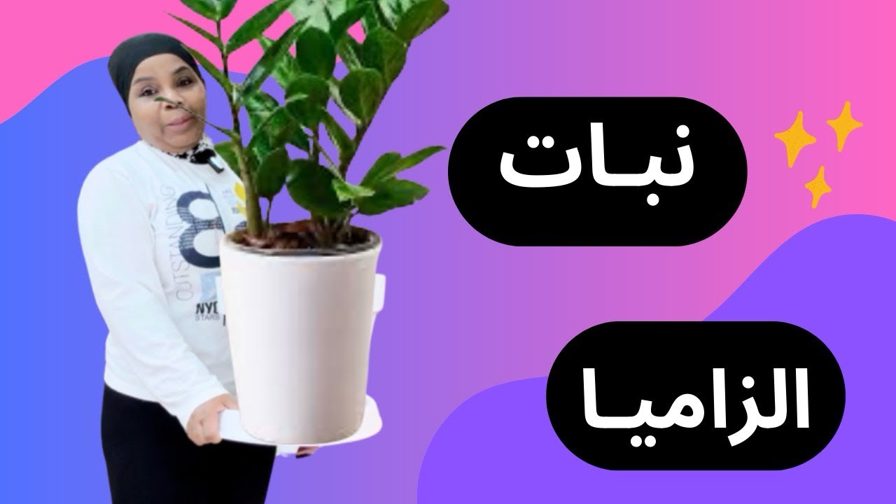 كيف العناية والاهتمام بنبات الزاميا الزيزي بلانت | سقي وتجذير