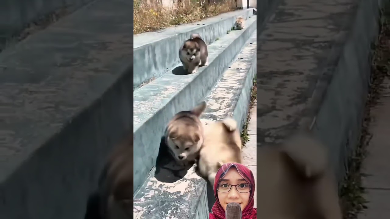 Lucu dan gemes ya kan ⁉️ tongwu-i1v