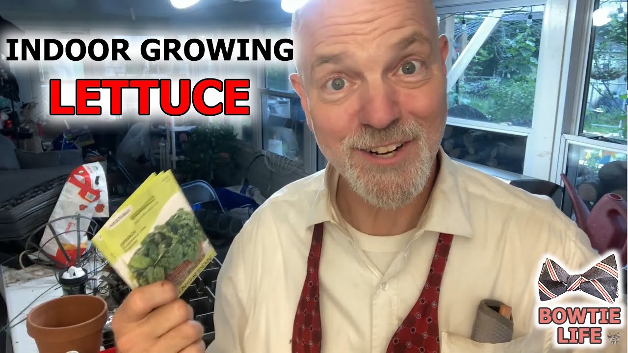 Planting INDOOR LETTUCE in Grow Trays For EATING DURING THE HOT MONTHS